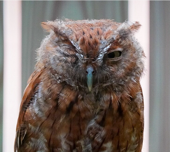 A reddish Eastern Screech-Owl